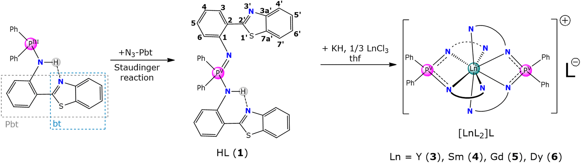 Lanthanide complexes with a new luminescent iminophosphonamide