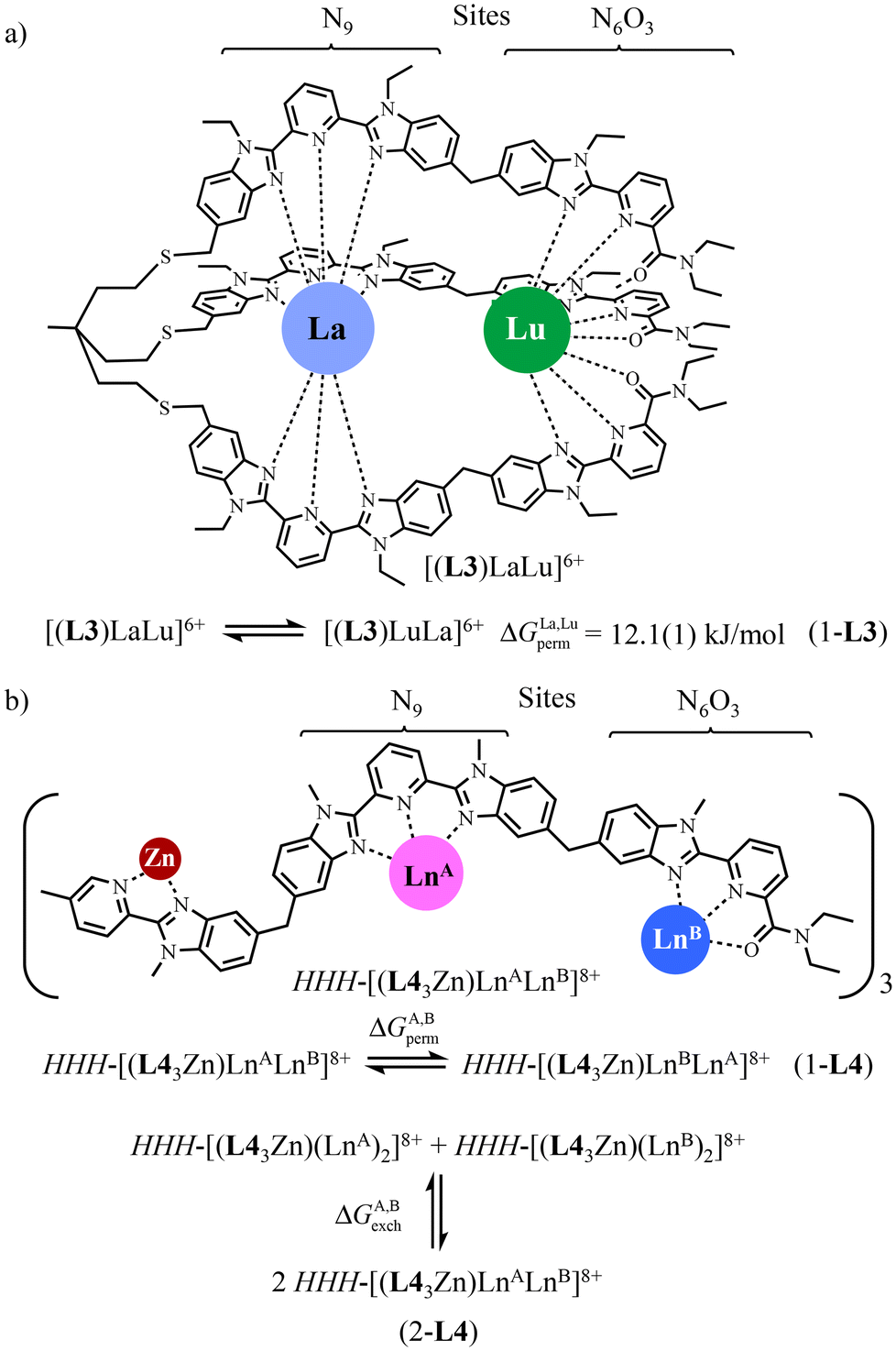 Programming heterometallic 4f 4f helicates under thermodynamic