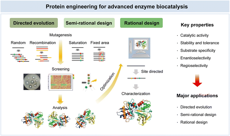 From nature to industry: Harnessing enzymes for biocatalysis