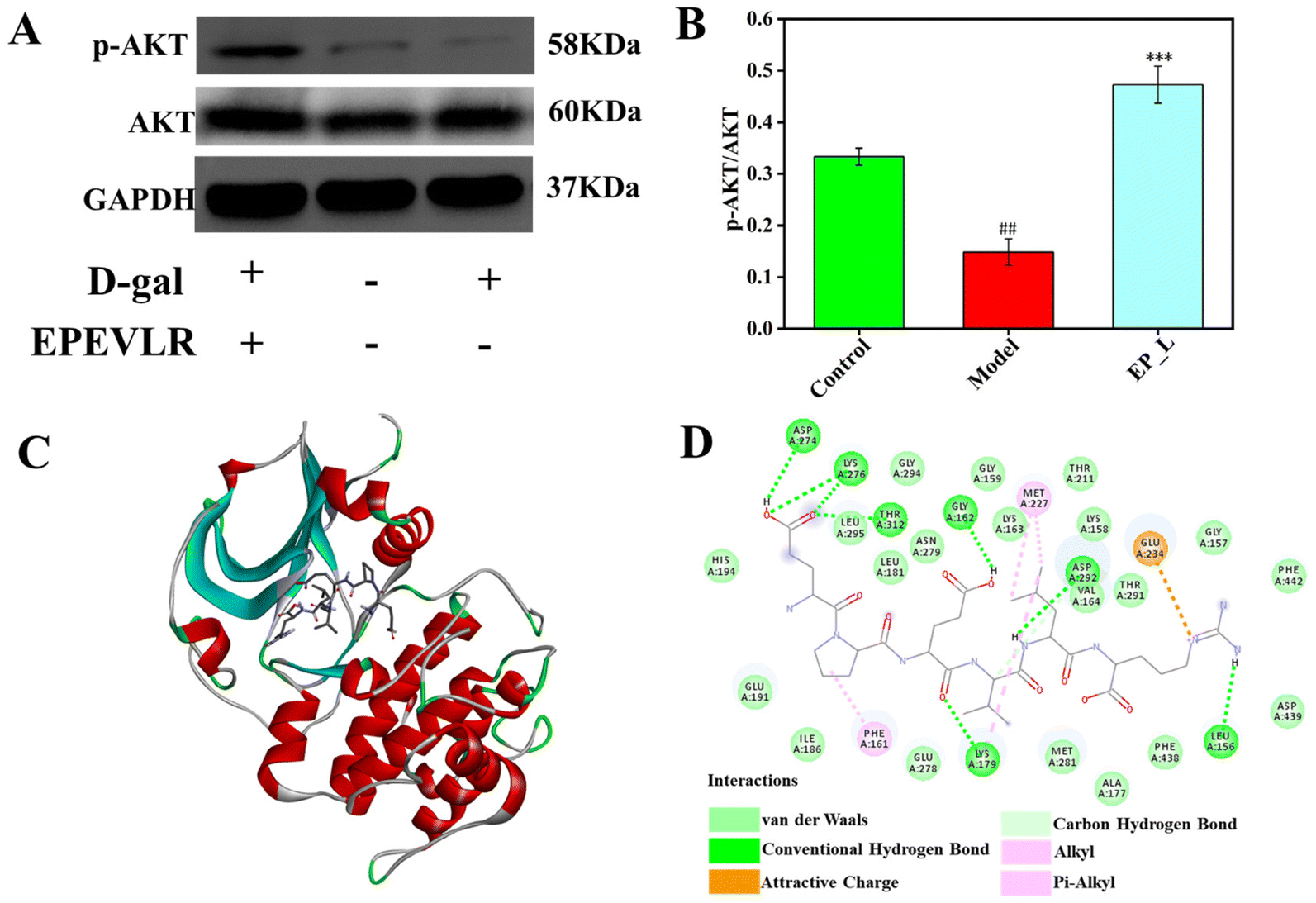 Effects of an Akt-activating peptide obtained from walnut protein 