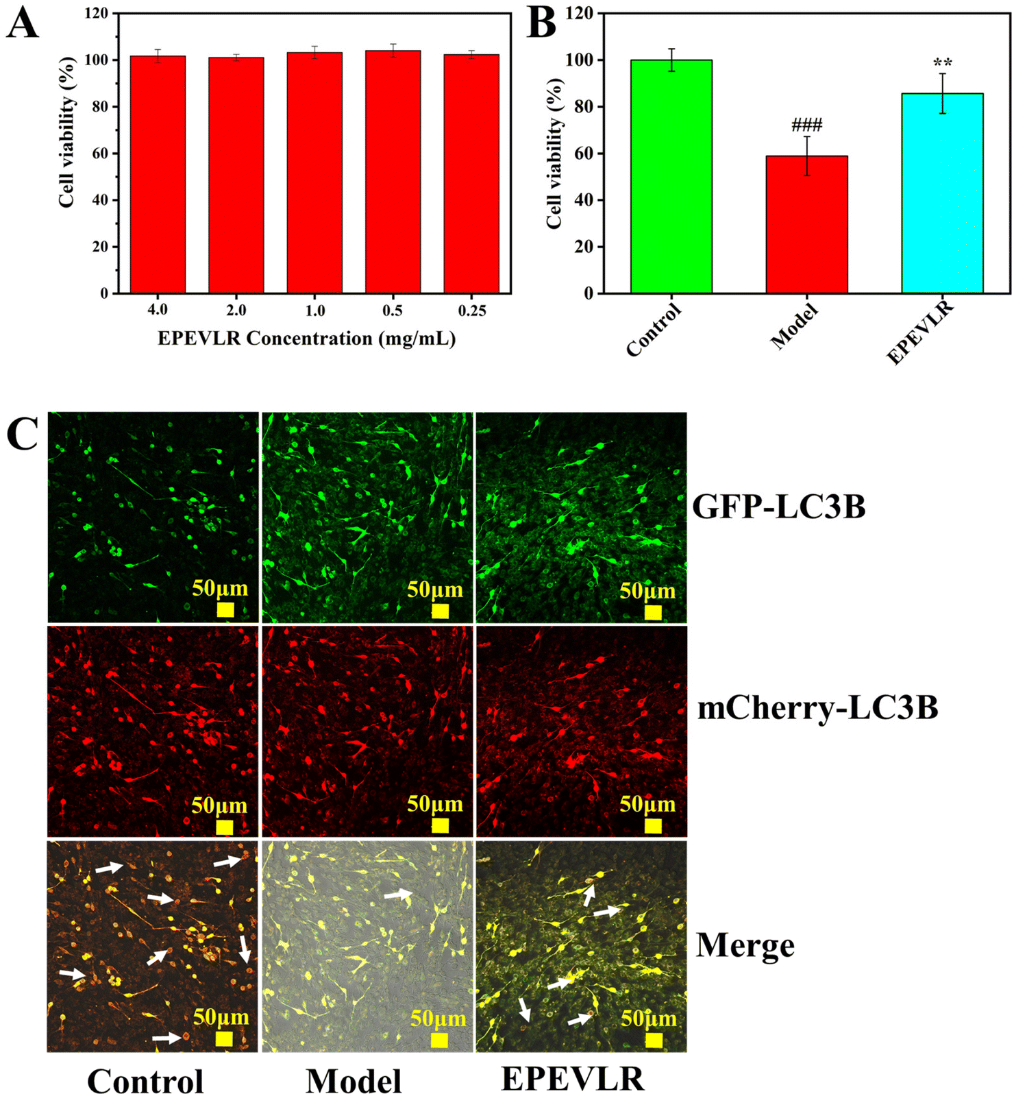 Multiple Bioactivities of Peptides from Hydrolyzed Misgurnus