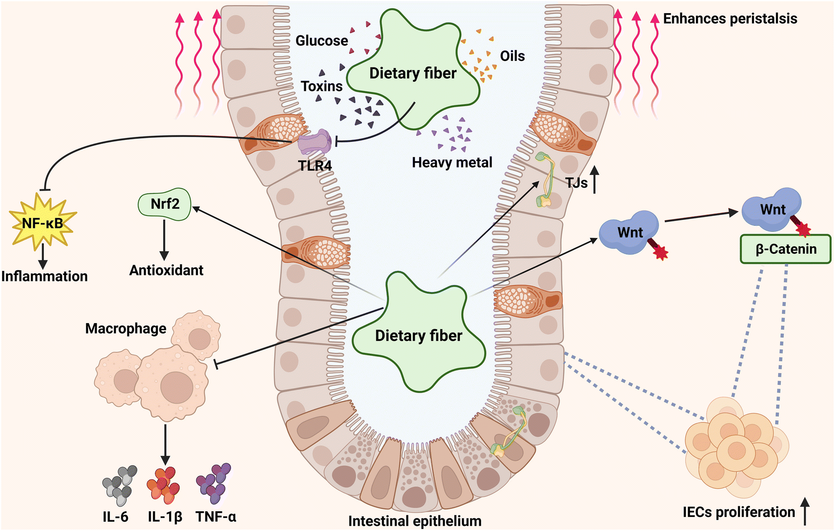 From defense to dysfunction: Autophagy's dual role in