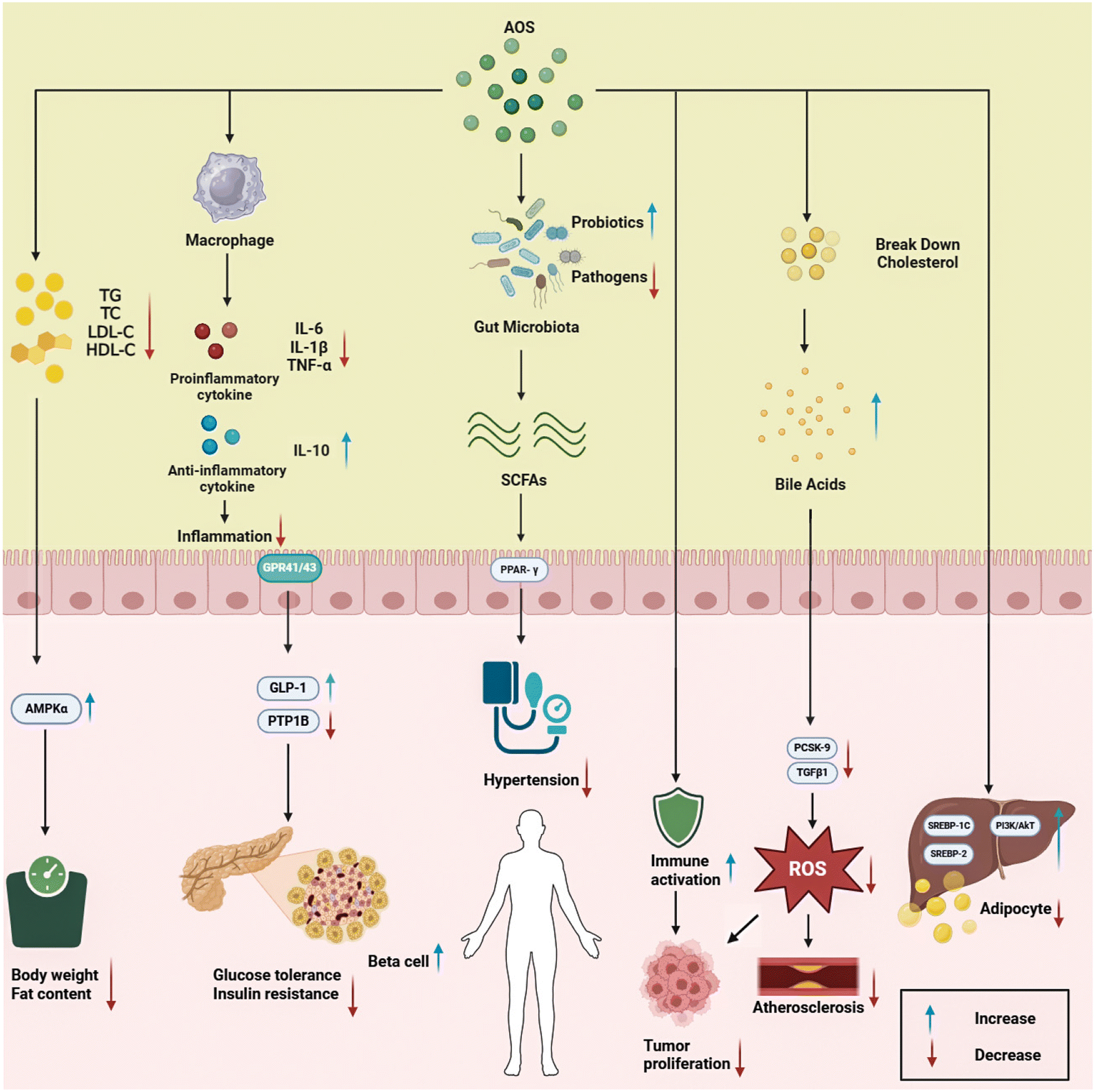 The therapeutic effect and possible mechanisms of alginate oligosaccharide  on metabolic syndrome by regulating gut microbiota - Food & Function (RSC  Publishing) DOI:10.1039/D4FO02802C