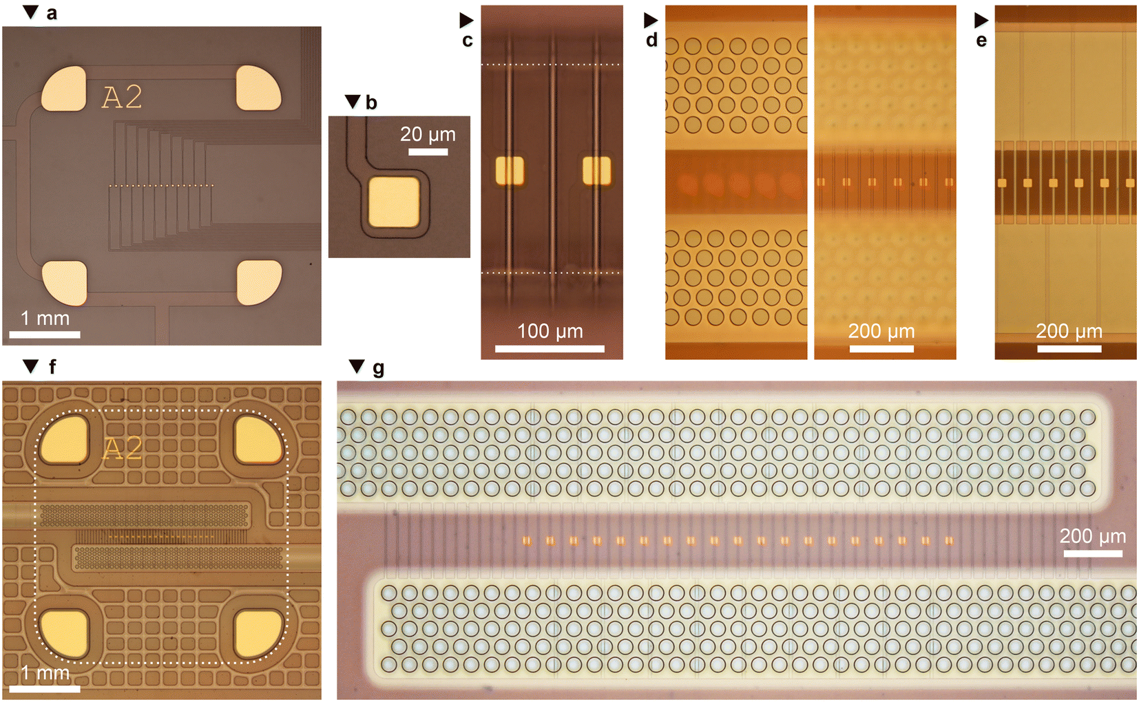 A microphysiological system for parallelized morphological and