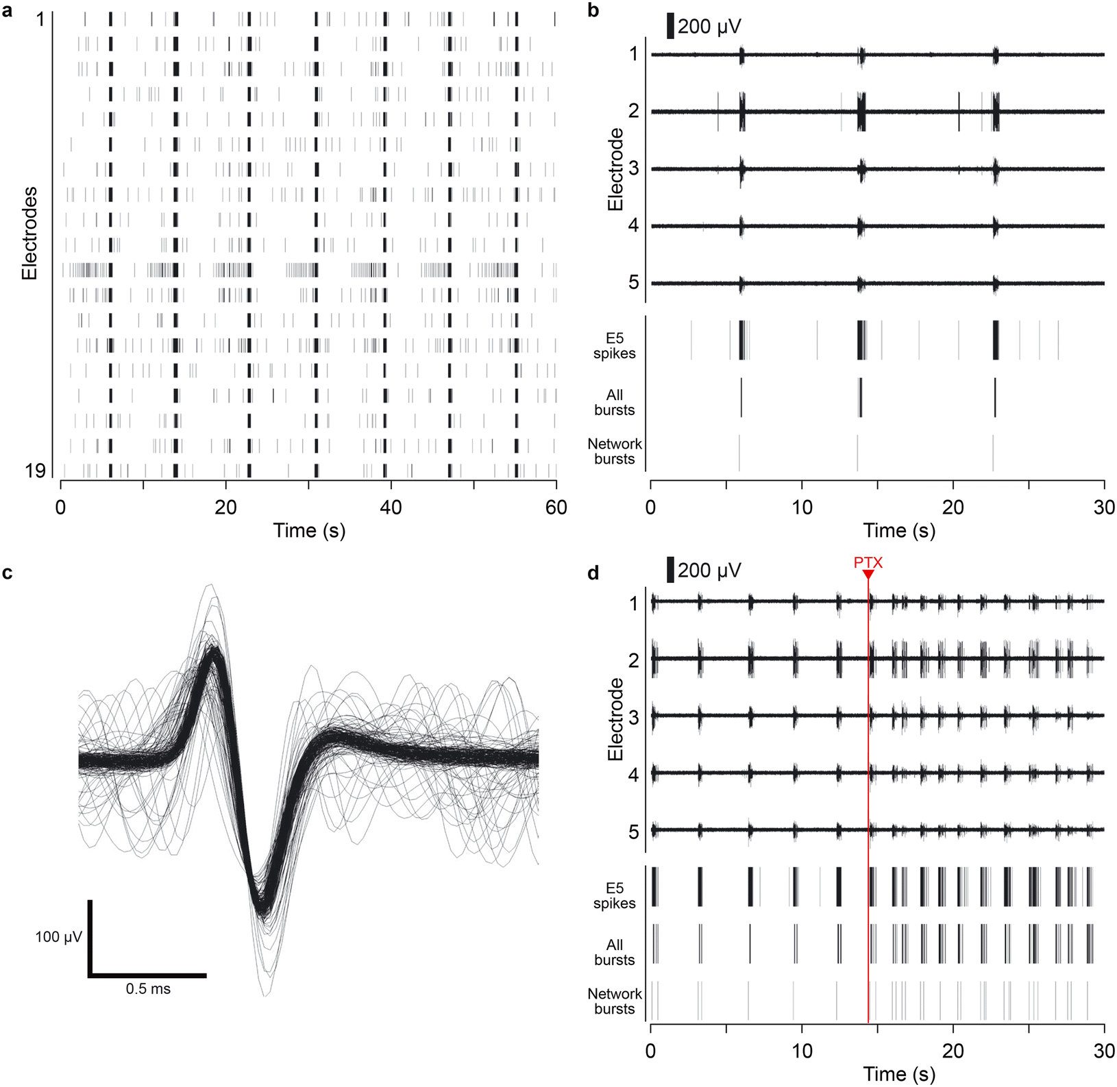 A microphysiological system for parallelized morphological and