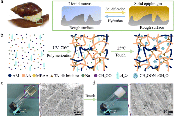 image file: d4mh00331d-f1.tif