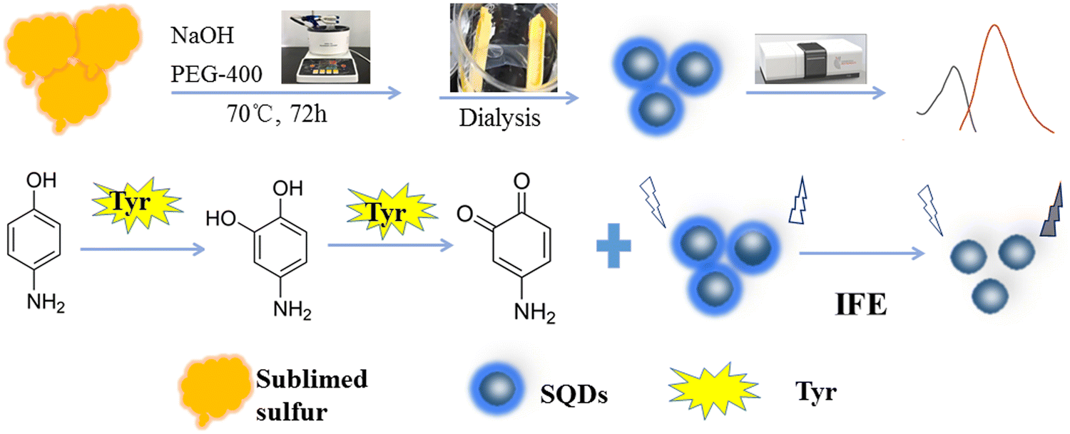 Assembly-fission synthesized fluorescent sulfur quantum dots 