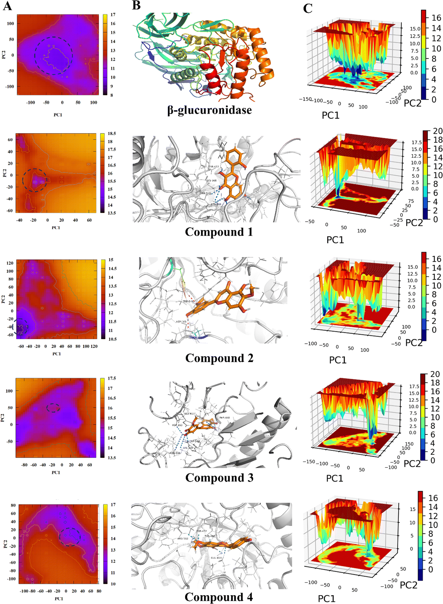 Unraveling molecular mechanisms of β-glucuronidase