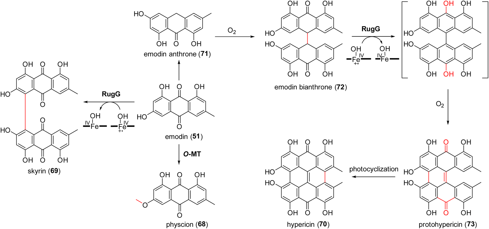 The biosynthetic logic and enzymatic machinery of approved