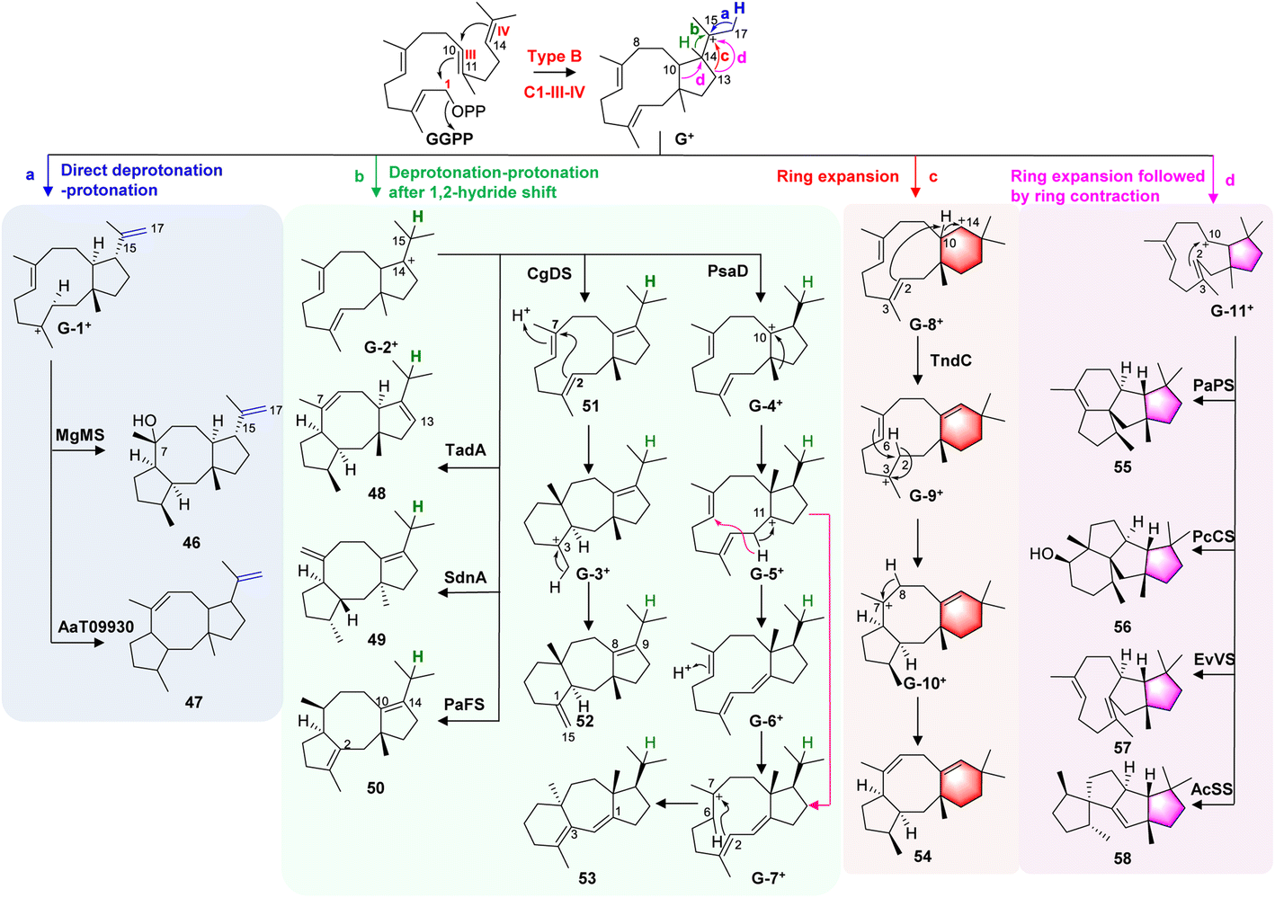 Biosynthesis of fungal terpenoids - Natural Product Reports (RSC 
