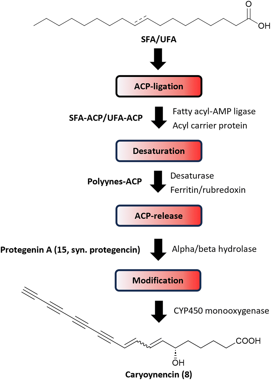 Bacterial polyynes uncovered: a journey through their bioactive 