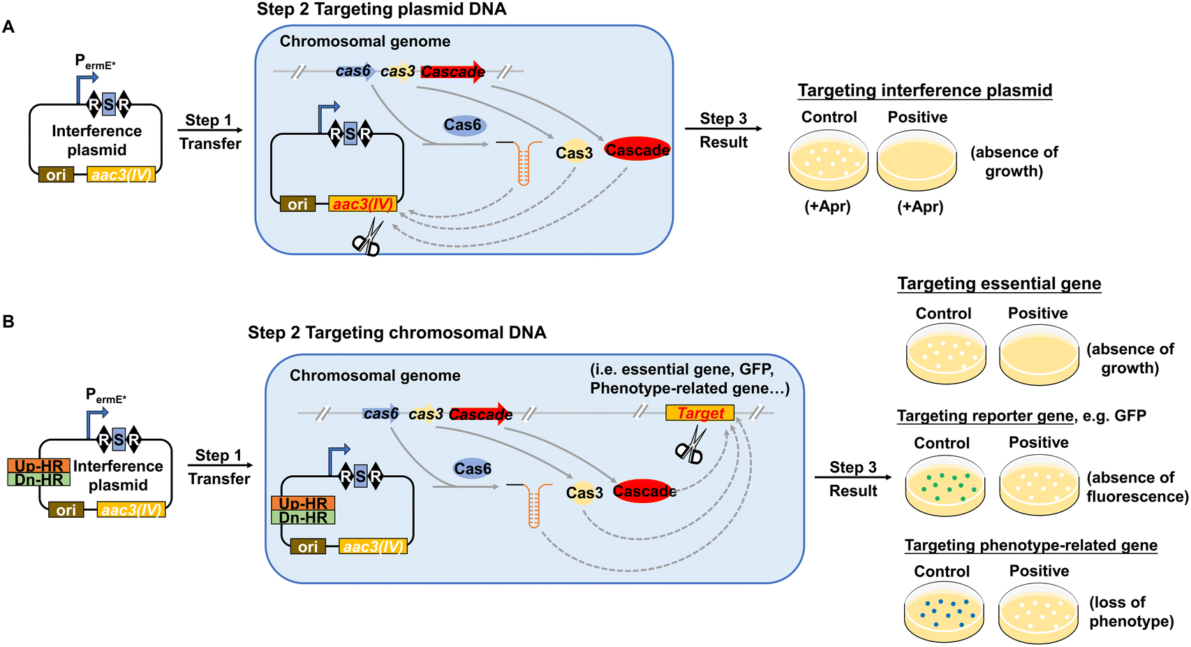 Unleashing the potential: type I CRISPR-Cas systems in