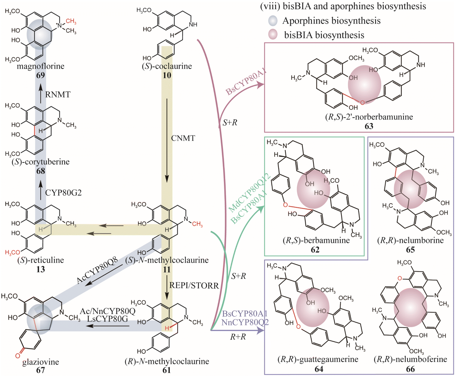 Ligand field-actuated redox-activity of acetylacetonate
