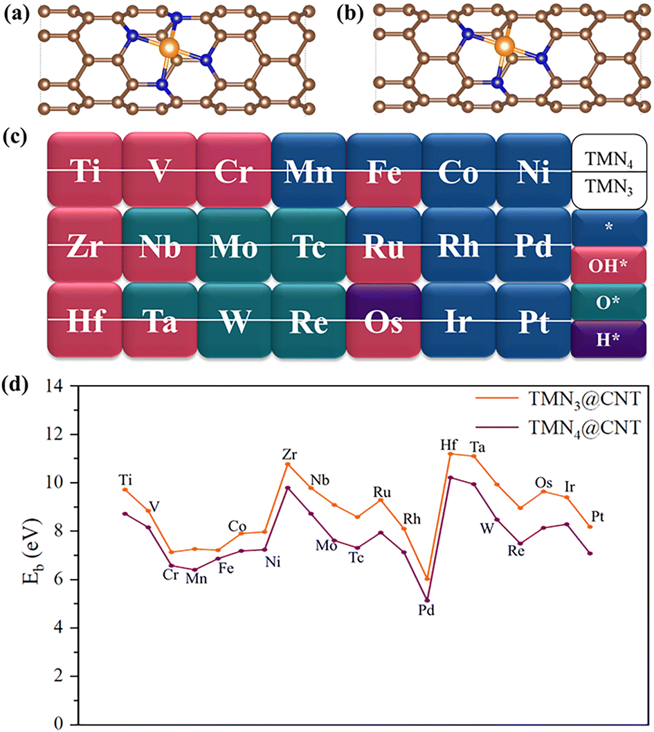 Realizing a high OER activity in new single-atom catalysts formed 