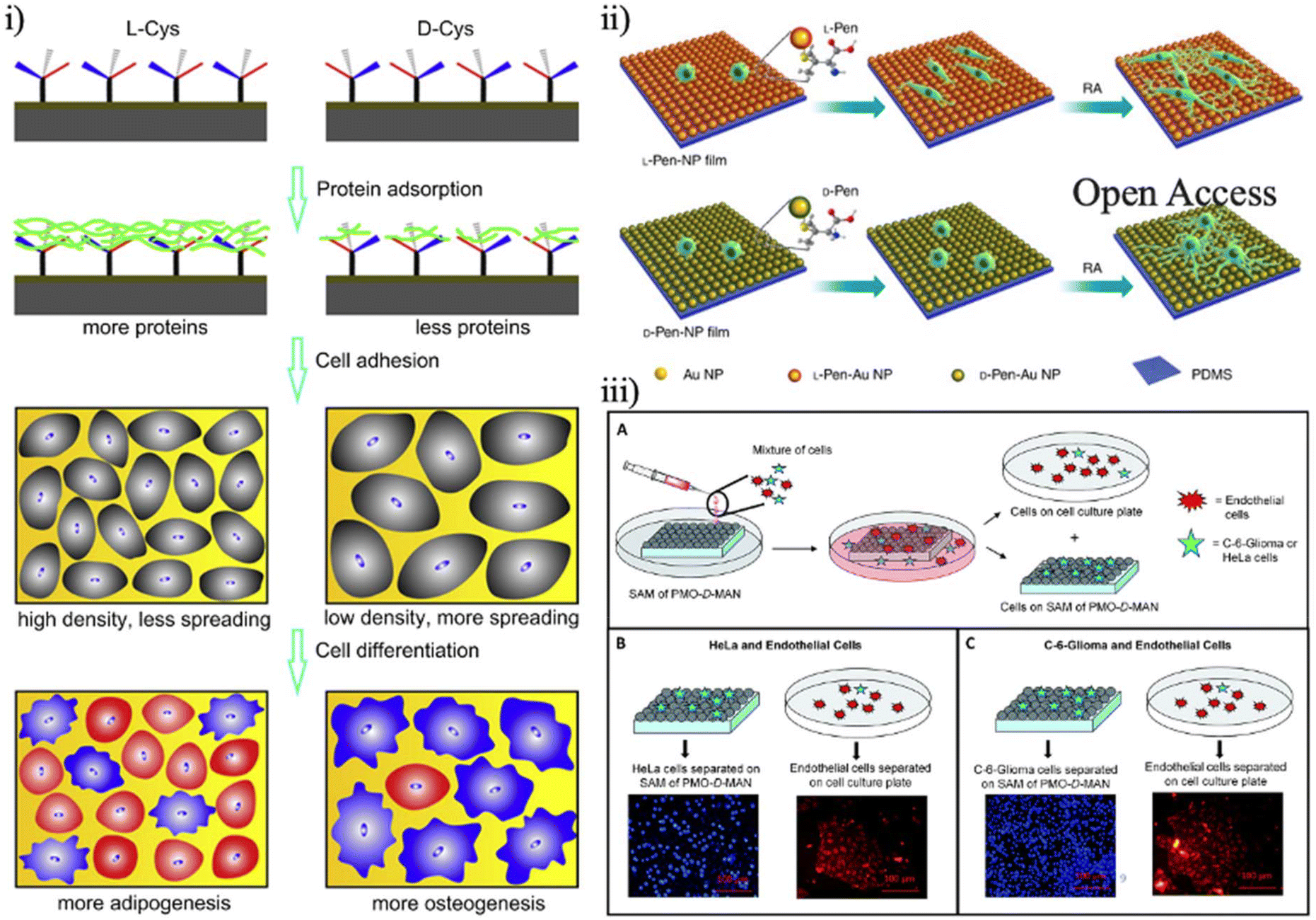Chiral nanomaterials in tissue engineering - Nanoscale (RSC 