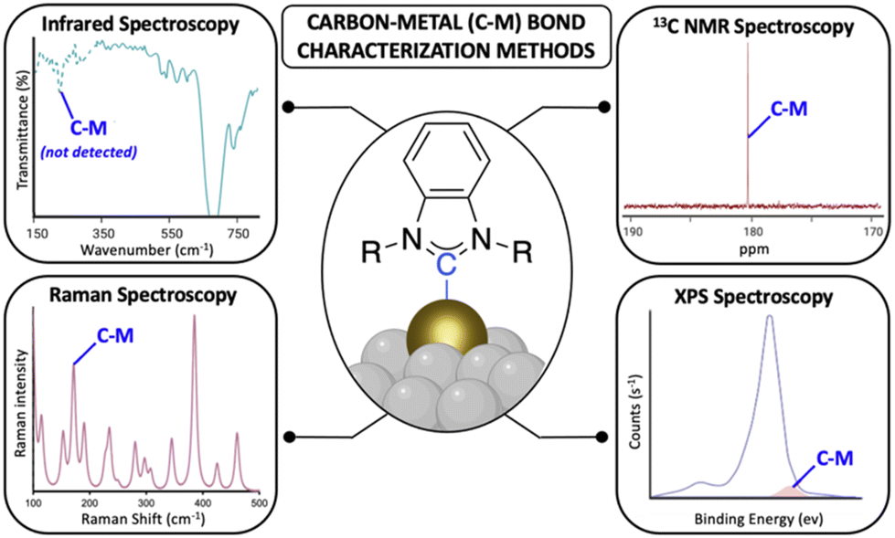 Cannabinoid CB2 receptor orthologues; in vitro function and