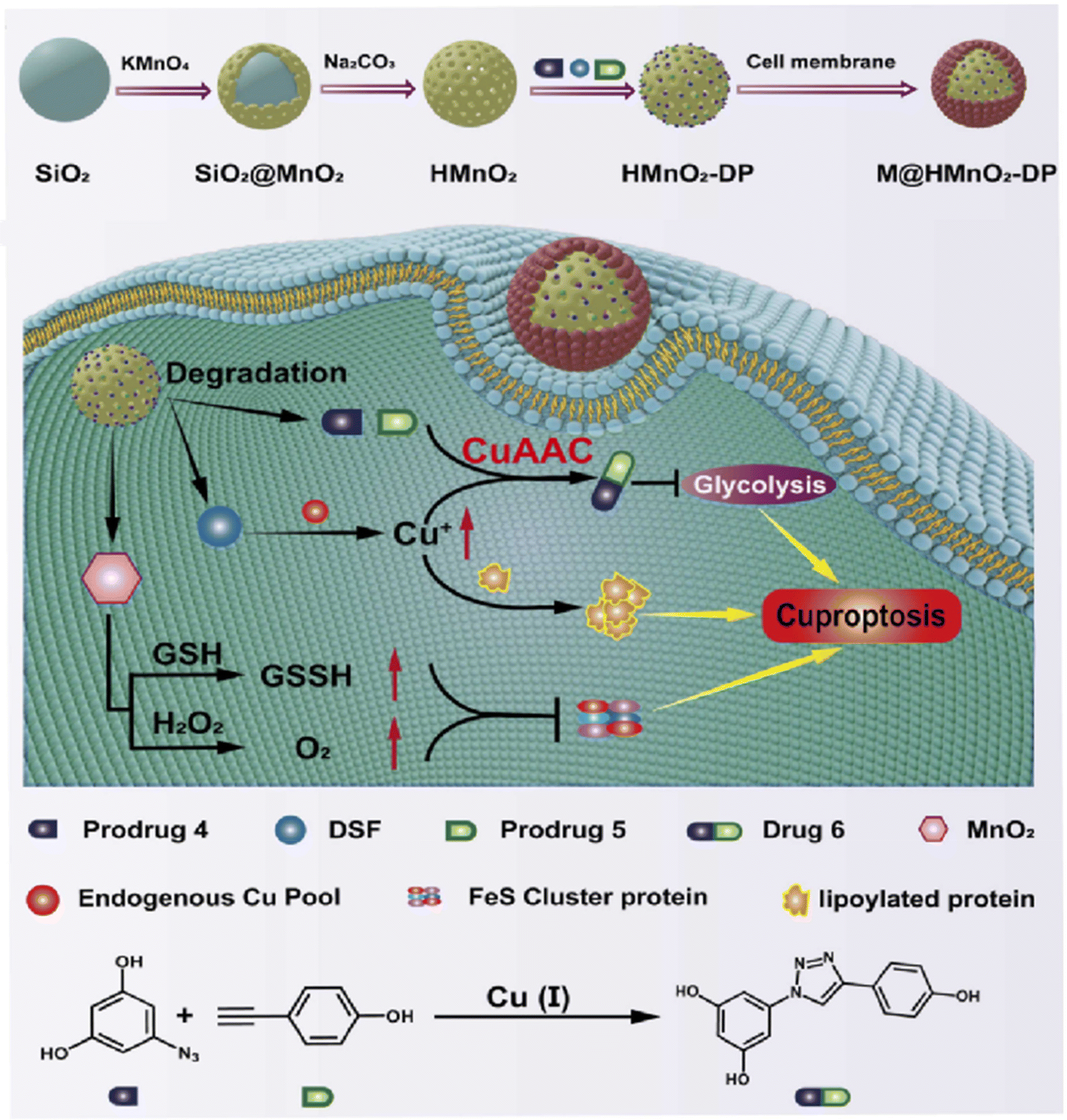 Oxytocin normalizes altered circuit connectivity for social