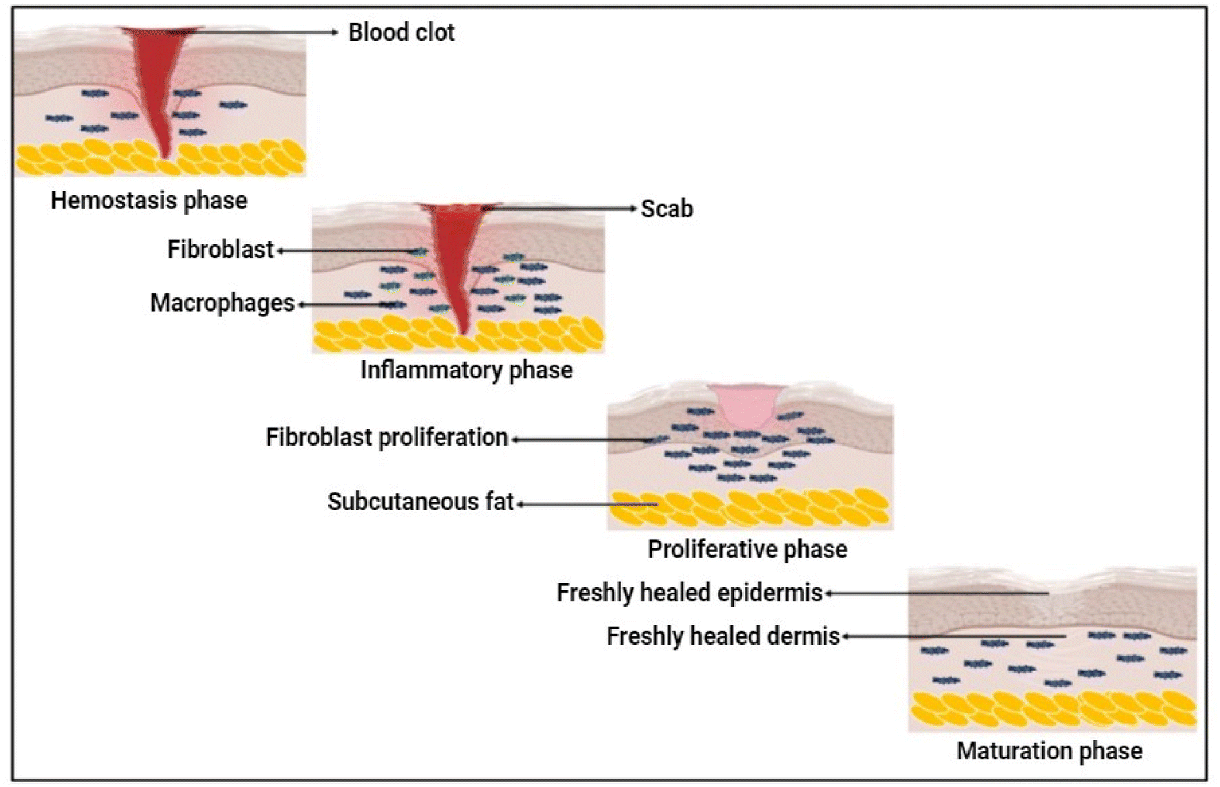 Regenerative Medicine Breakthrough: Cellular “Glue” To Regenerate Tissues,  Heal Wounds, Regrow Nerves