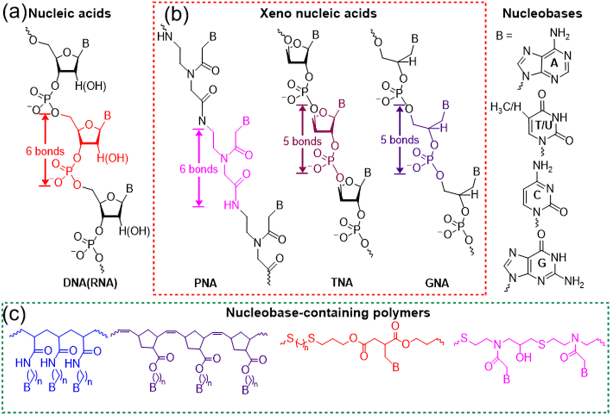 Bioinspired and biomimetic nucleobase-containing polymers