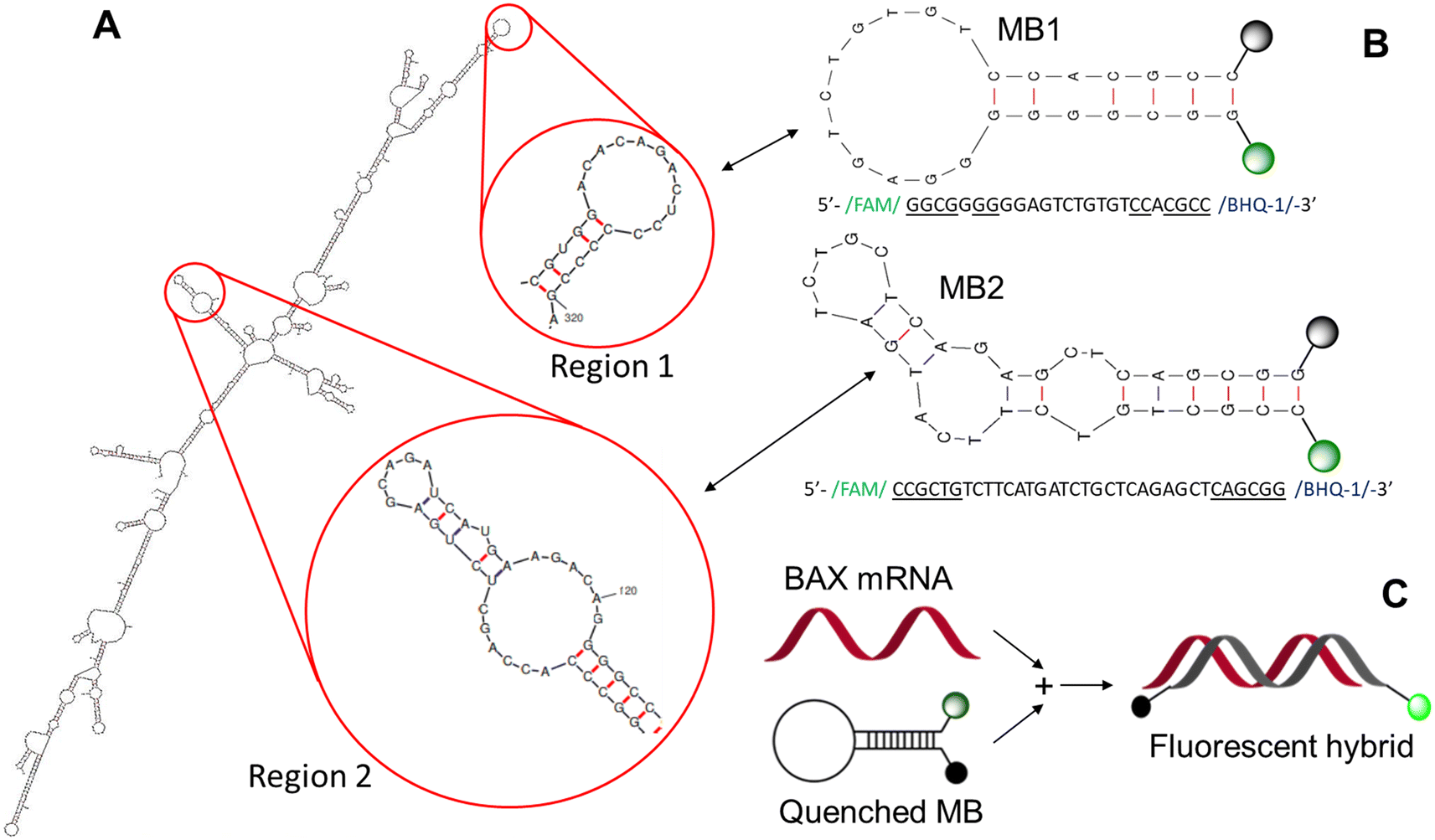 Microfluidic measurement of intracellular mRNA with a