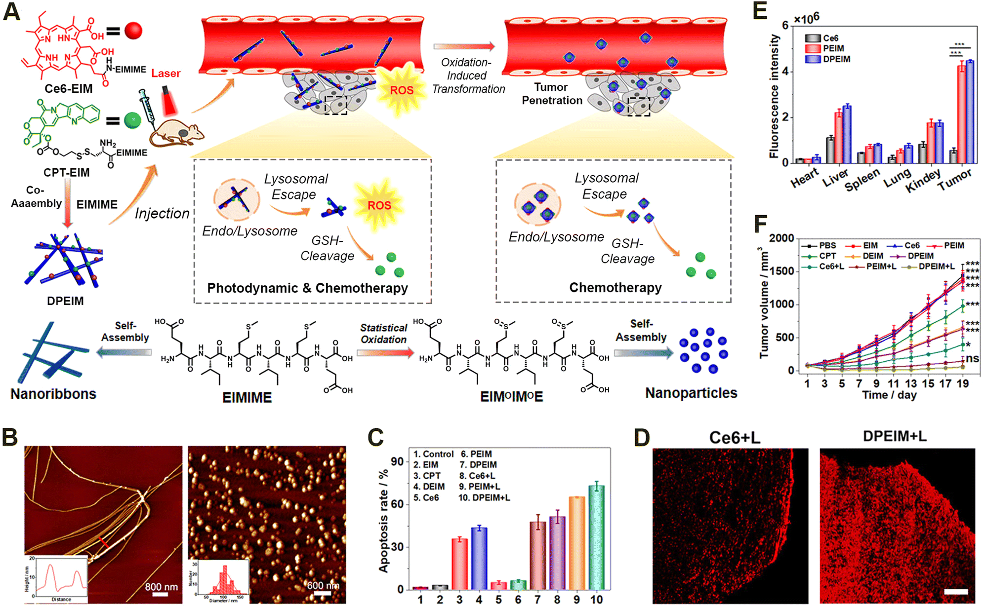 Self-assembly of peptides in living cells for disease theranostics 