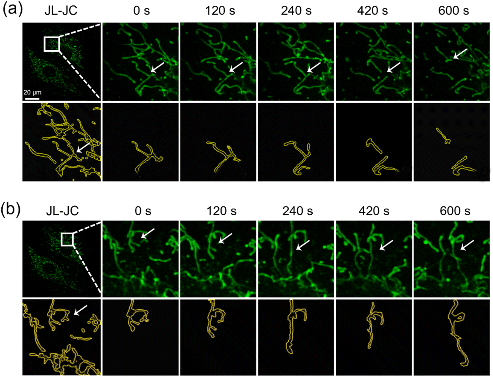 a) Chemical structures of Alexa and Atto fluorescent