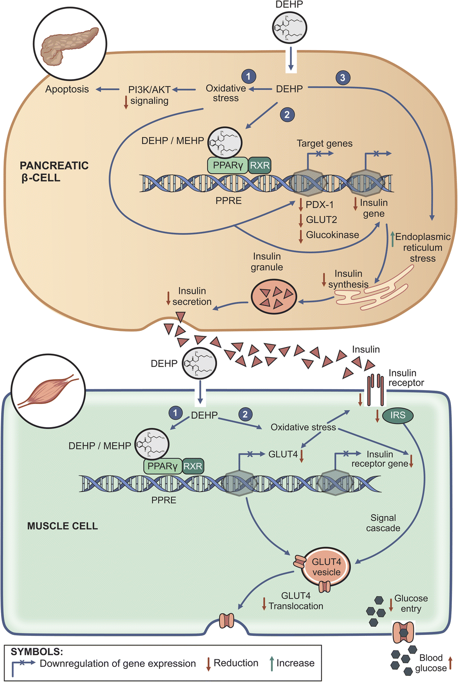 Di(2-ethylhexyl)phthalate and type 2 diabetes