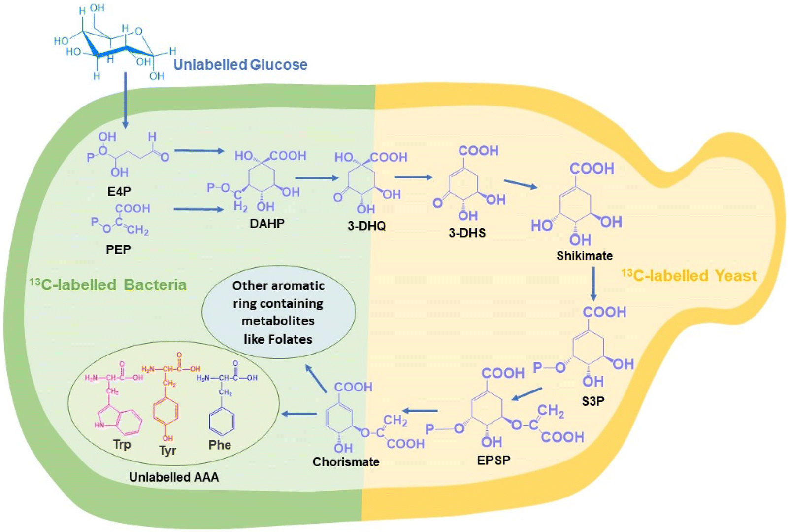 In situ monitoring of the shikimate pathway: a combinatorial approach ...