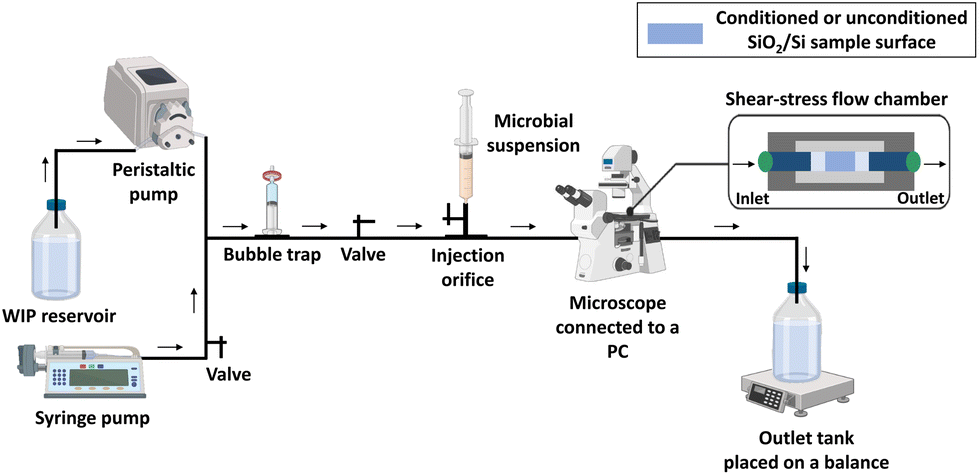 Towards a better understanding of the effect of protein conditioning ...