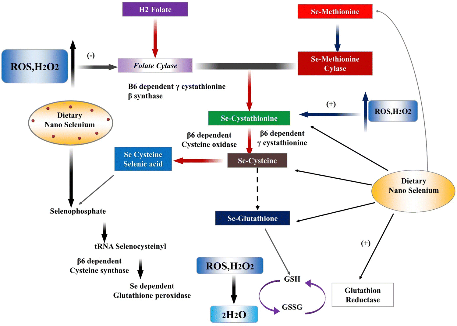 Plant-derived selenium nanoparticles: investigating unique morphologies ...