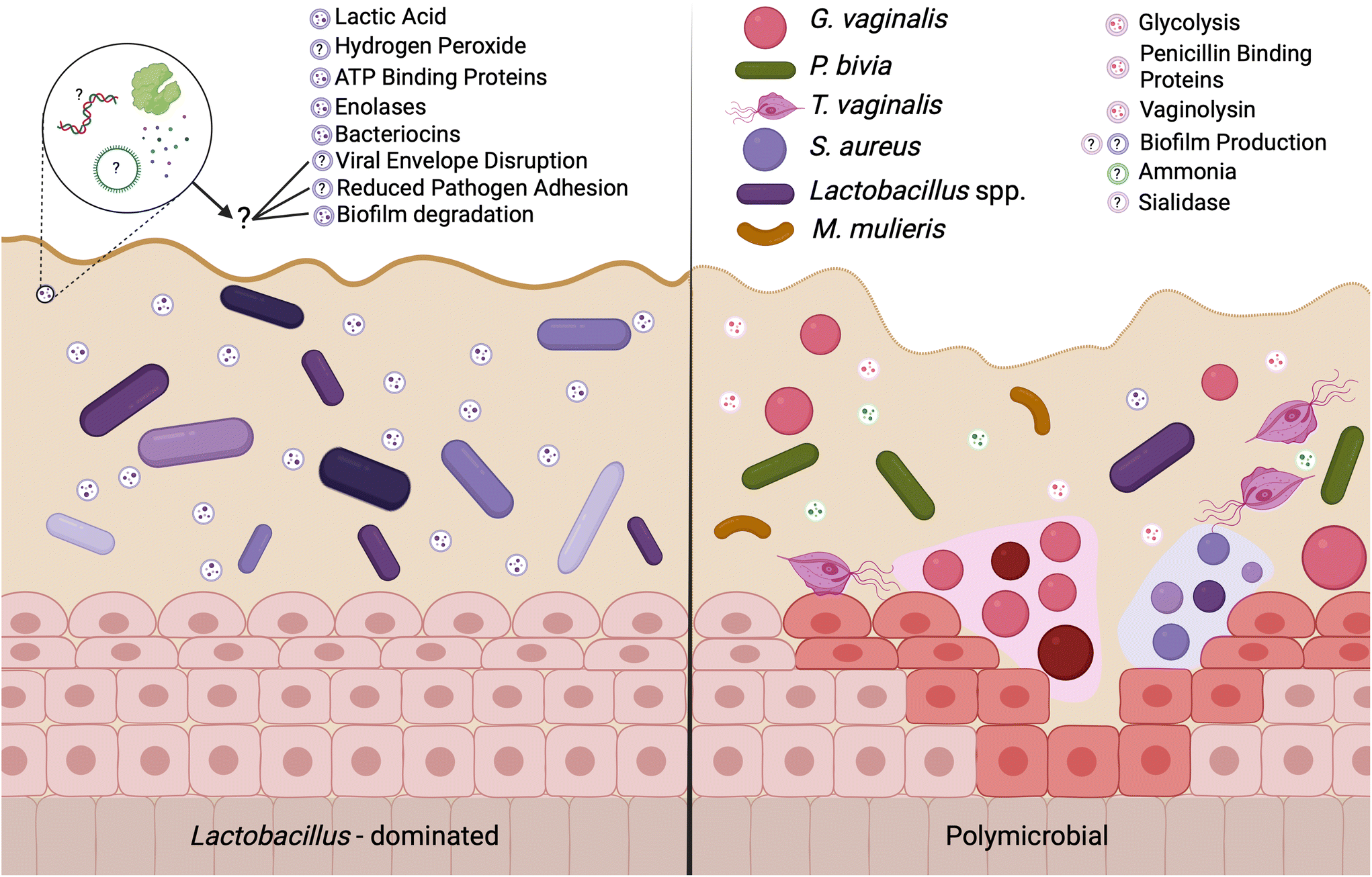 Microorganism Derived Extracellular Vesicles Emerging Contributors To