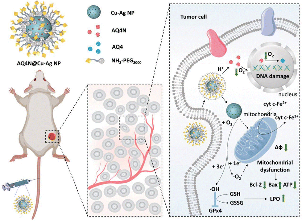 Nanozyme-enhanced ferroptosis for cancer treatment - Materials ...