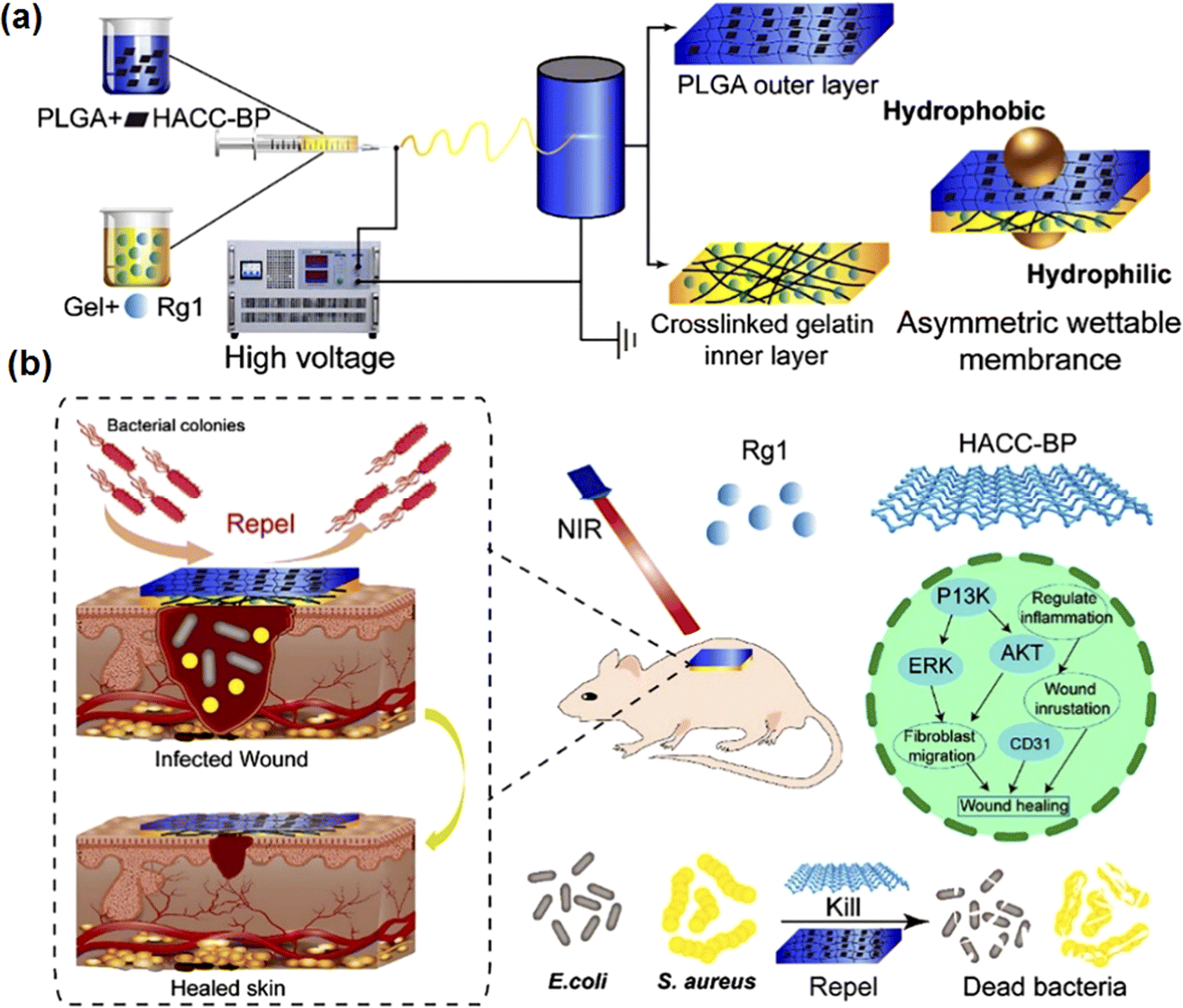 Recent progress of electrospun nanofibers as burning dressings - RSC ...