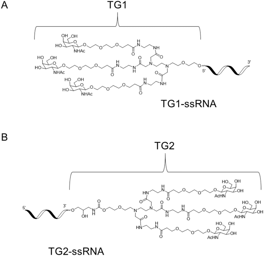 Novel diamine-scaffold based N -acetylgalactosamine (GalNAc)–siRNA ...