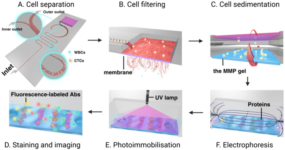 The integrated on-chip isolation and detection of circulating tumour ...