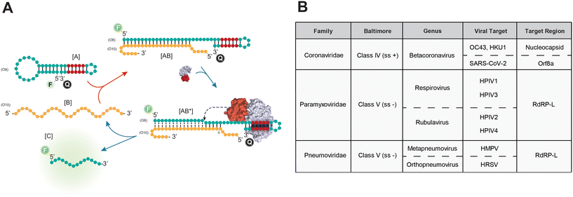 A FokI-driven signal amplification platform for the simultaneous ...