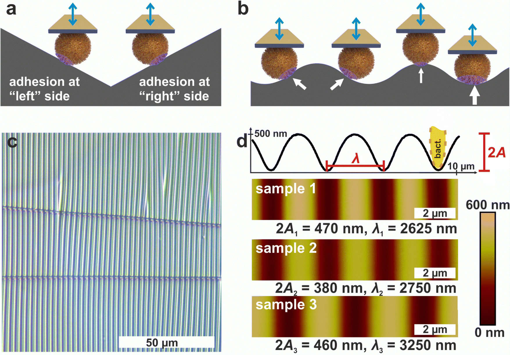 The adhesion capability of Staphylococcus aureus cells is ...