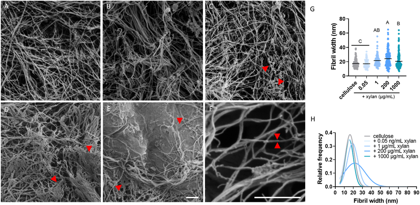 Xylan inhibition of cellulase binding and processivity observed at ...