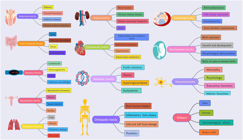 みるく【通常】 Corynebacterium variabile FK 31 | Type strain | DSM 20132, ATCC