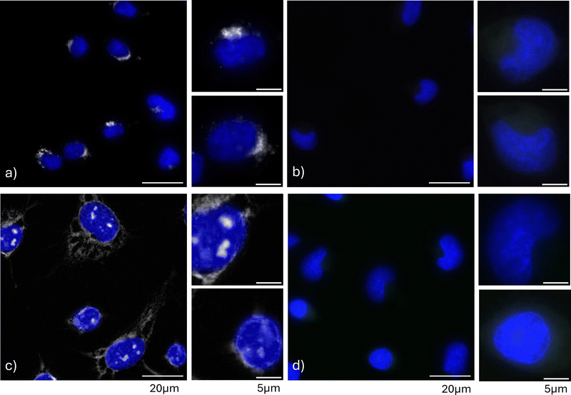 image file: d5cb00103j-f3.tif