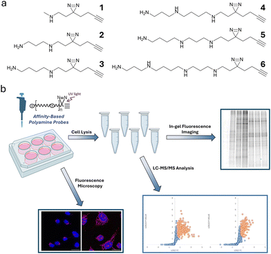 image file: d5cb00103j-s1.tif