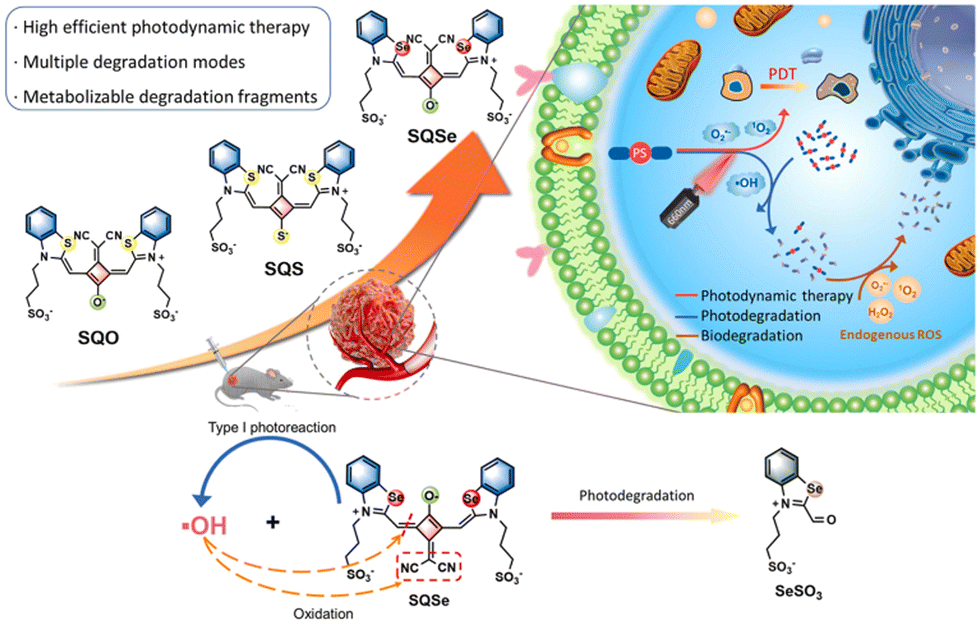 Photodynamic therapy with photodegradable photosensitizers