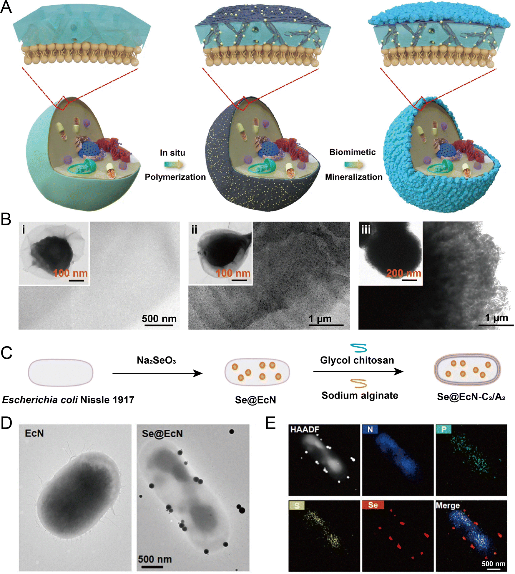 その他 CD Microbial therapeutics for cancer: emerging strategies and