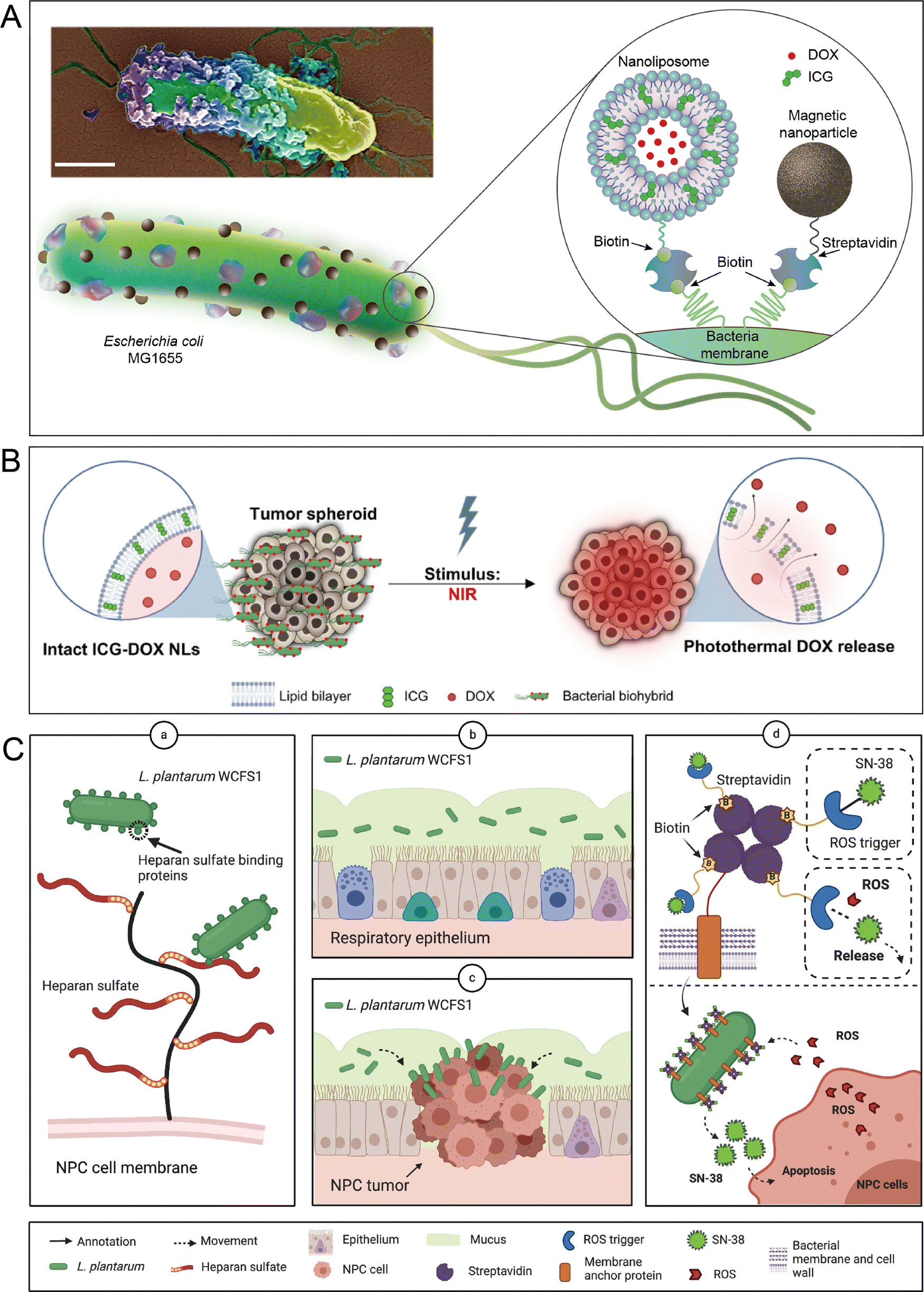 Microbial therapeutics for cancer: emerging strategies and