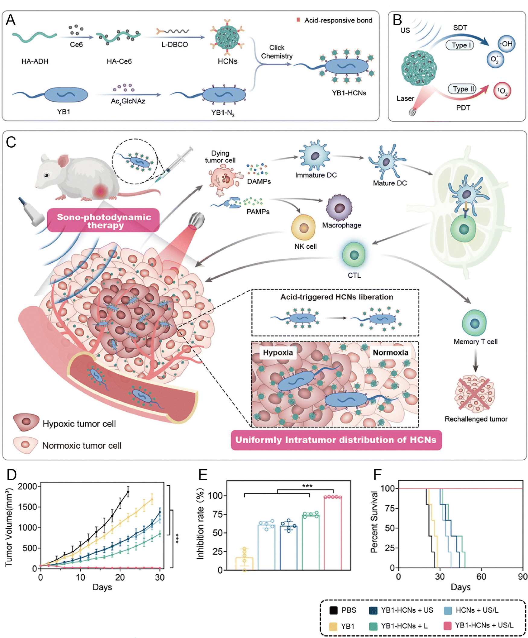 Microbial therapeutics for cancer: emerging strategies and