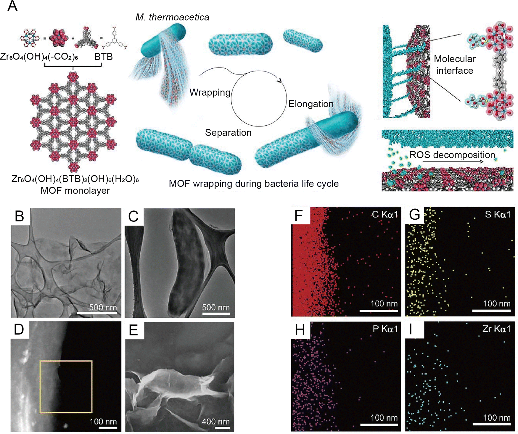 Microbial therapeutics for cancer: emerging strategies and