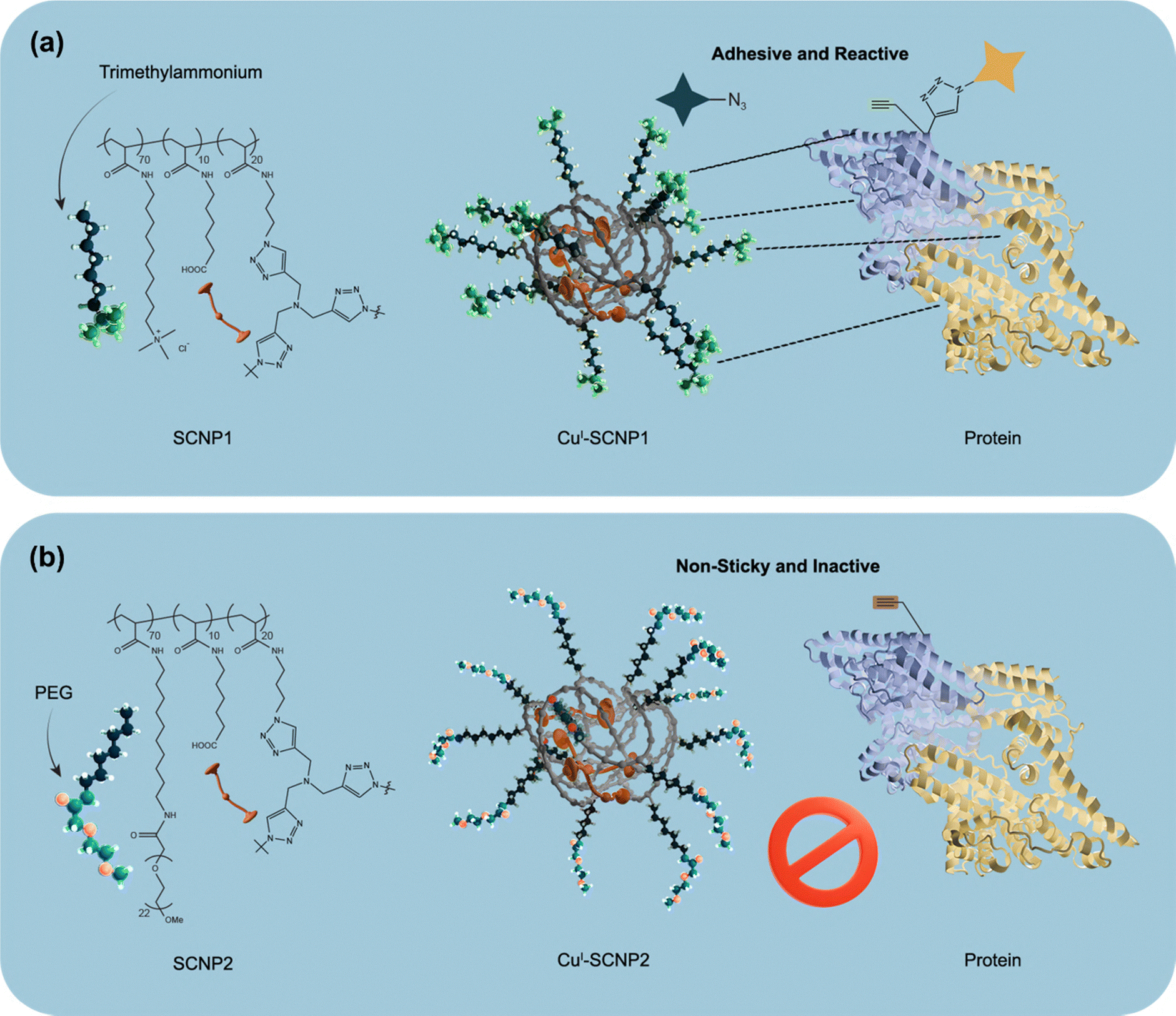 Ligand tricks for faster clicks: bioconjugation via the CuAAC