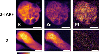 image file: d5cc04792g-f3.tif