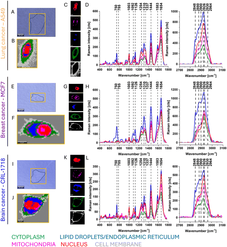 image file: d5cp01289a-f2.tif