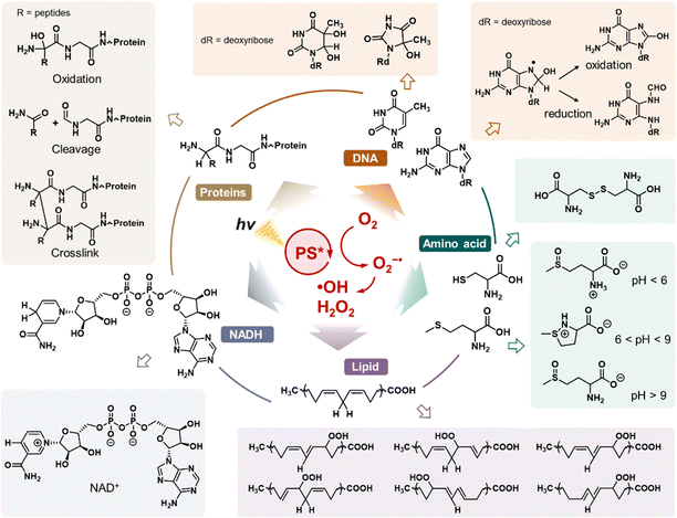 image file: d1cs01079d-f4.tif
